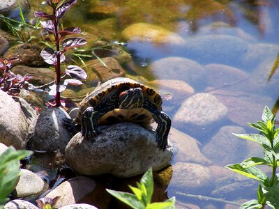 Pond turtle nature photo