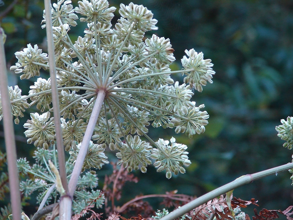 Stem autumn wildflowers