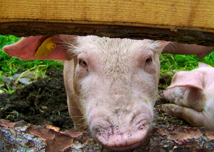 Profile pig animal photo