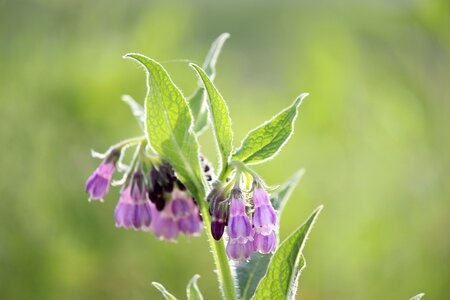 Comfrey fukushima roadside flowers photo