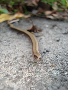 Animals forest lizard