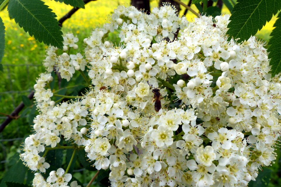 Rowan umbel stamens
