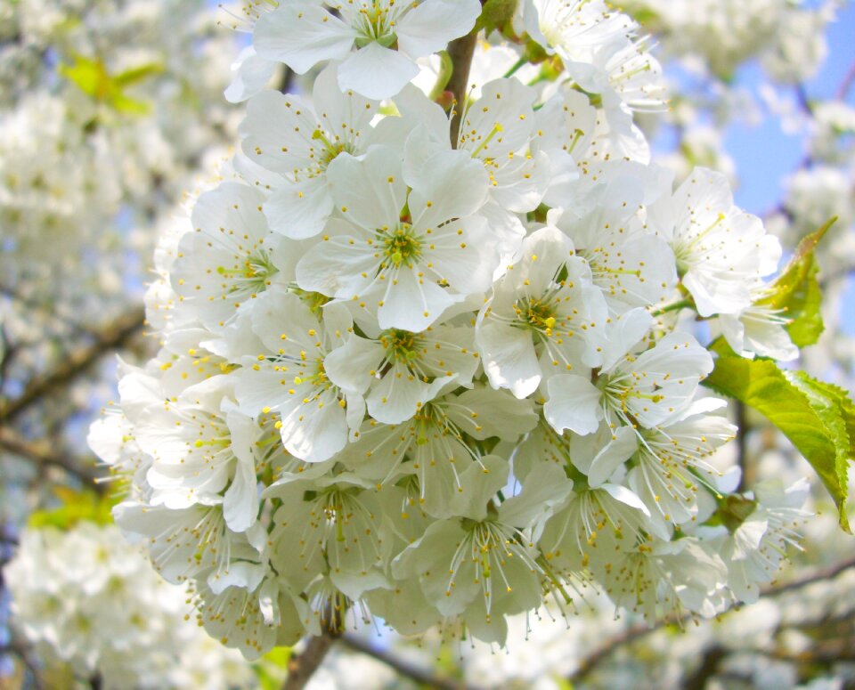 Blossom bloom plant