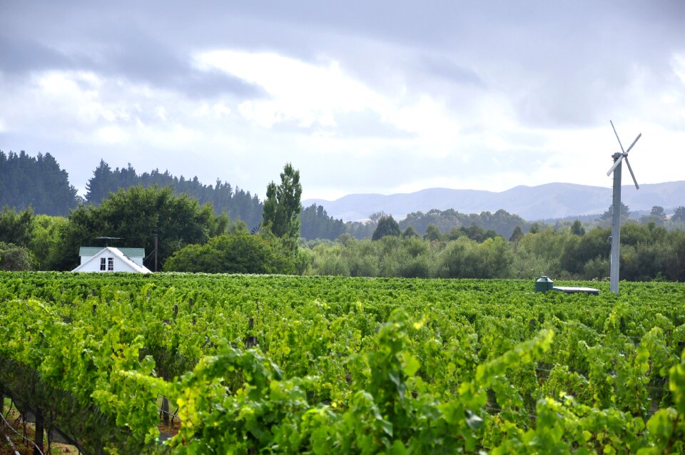 Windmill vineyard winery