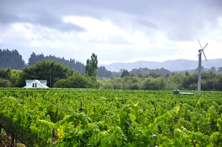 Windmill vineyard winery