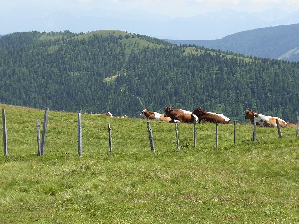Pasture meadow mountains