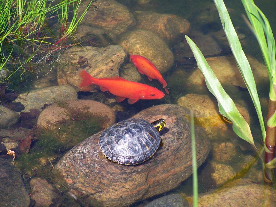 Waters amphibian pond