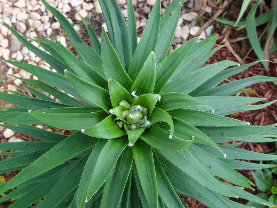 Plant nature petal