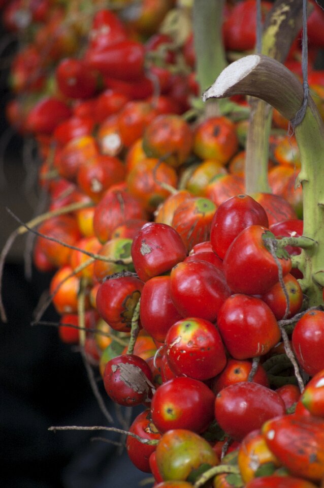 Fruit food fresh