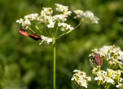 Spring strip bug insect photo