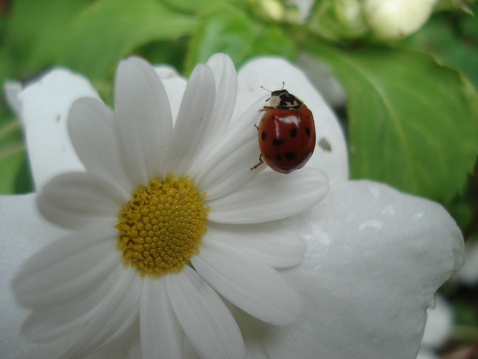 Nature animals flower