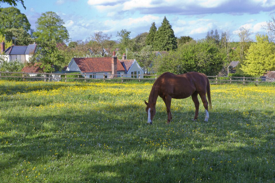 Buttercups post and rail fence grass