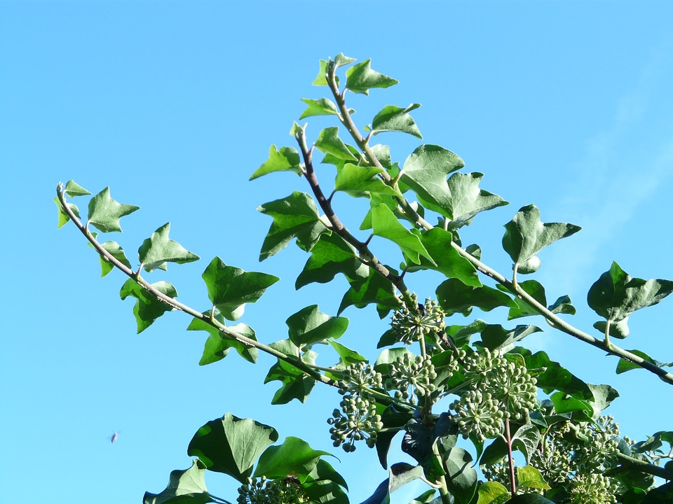 Common ivy hedera helix climber plant