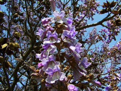 Emperor flowering tree purple flowers paulownia tomentosa spring photo