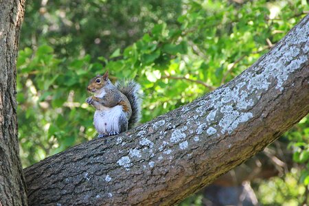 Nature gnaw cute photo