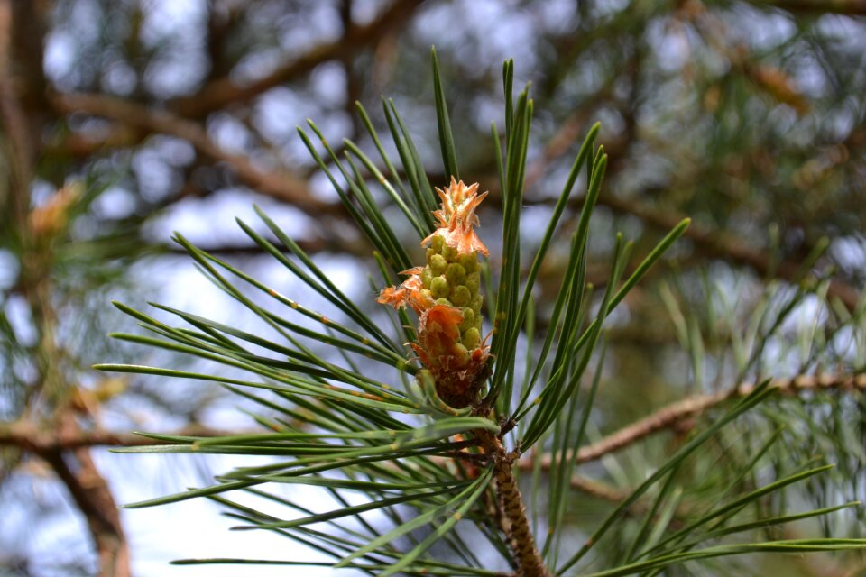 Spring forest pine