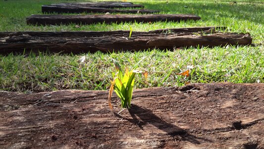 Green plant path diversity