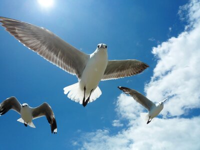 Flying gull nature photo