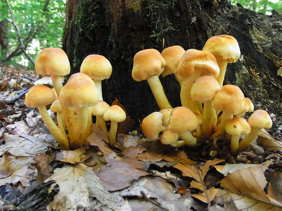 Forest plant nature