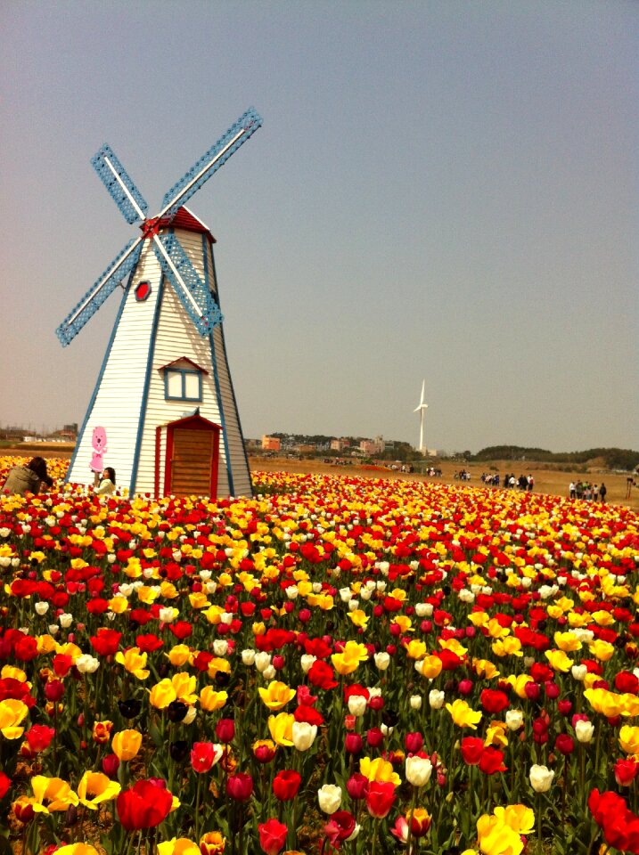 Windmill field colorful