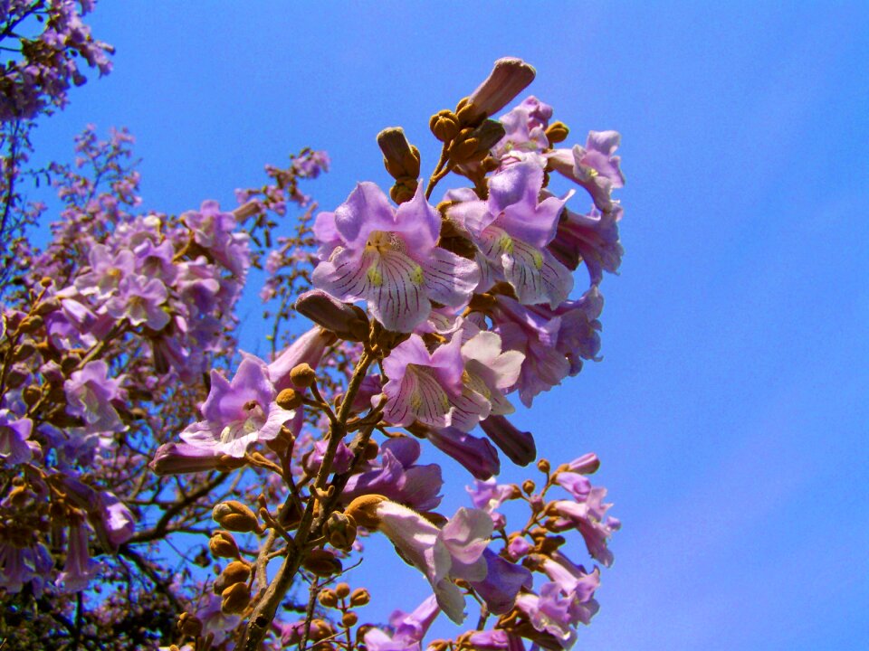 Emperor flowering tree purple flowers paulownia tomentosa spring