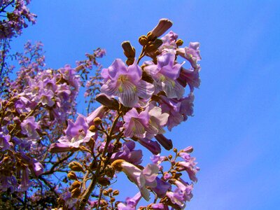 Emperor flowering tree purple flowers paulownia tomentosa spring