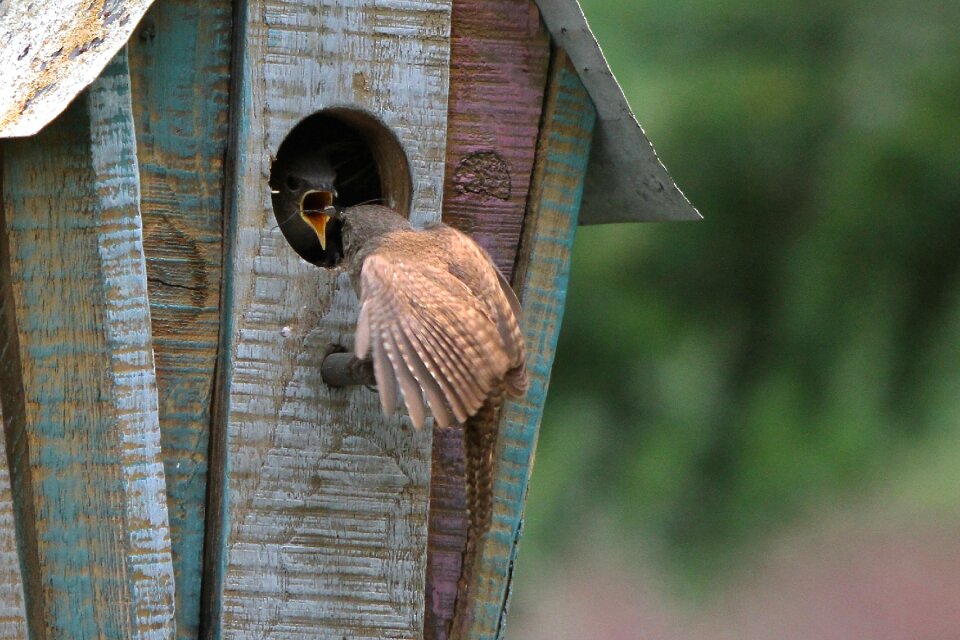 Perched feather outdoor