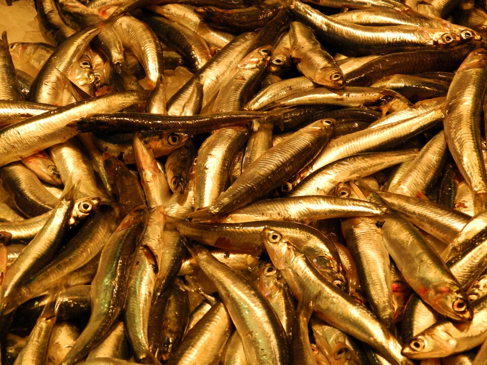 Sea fresh market stall