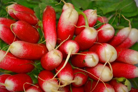 Vitamins vegetable garden plant