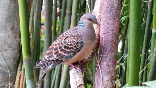 Animal birds tokyo