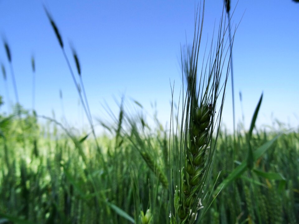 Wheat beautiful green
