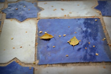 Blue white tile photo