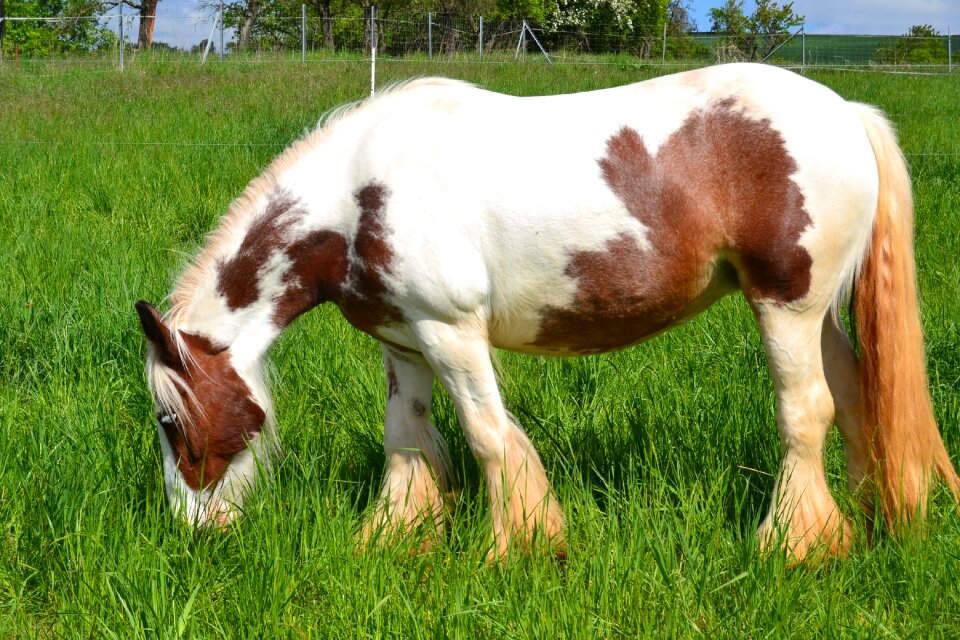 Graze nature animals