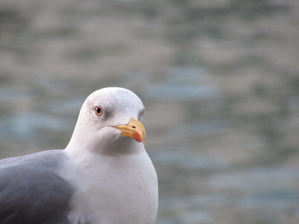 Seagull white natural - Free photos on creazilla.com