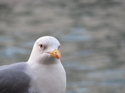 Seagull white natural