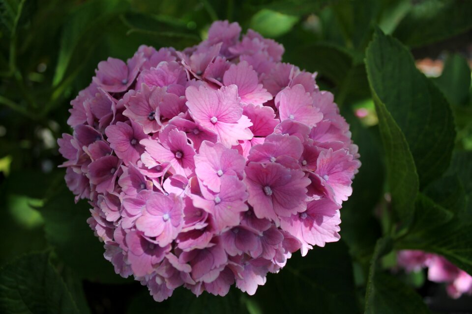 Petal pink flower