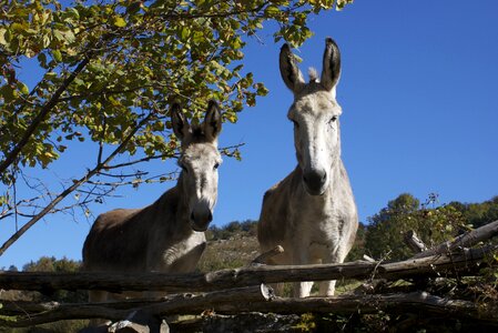 Donkeys field animals photo