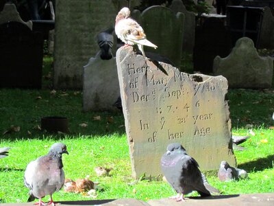 Birds tombstones photo