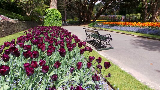 Tulips park photo
