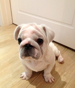 Dog cute funny