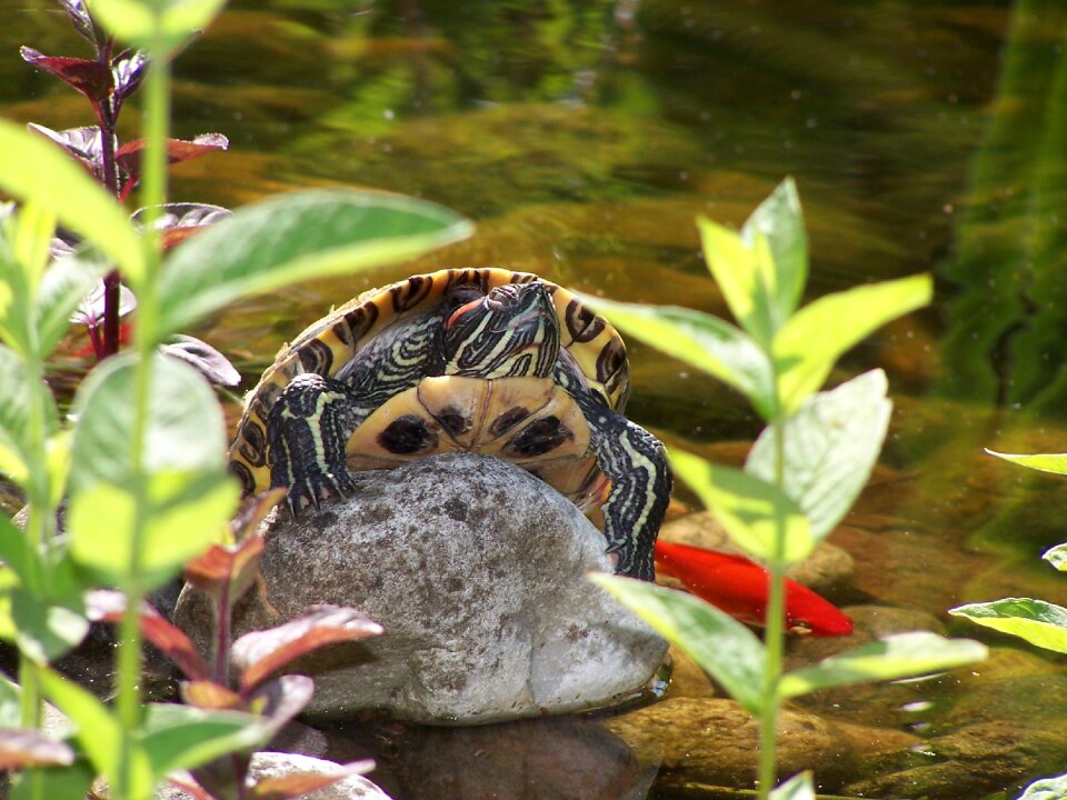 Amphibian creature water creature