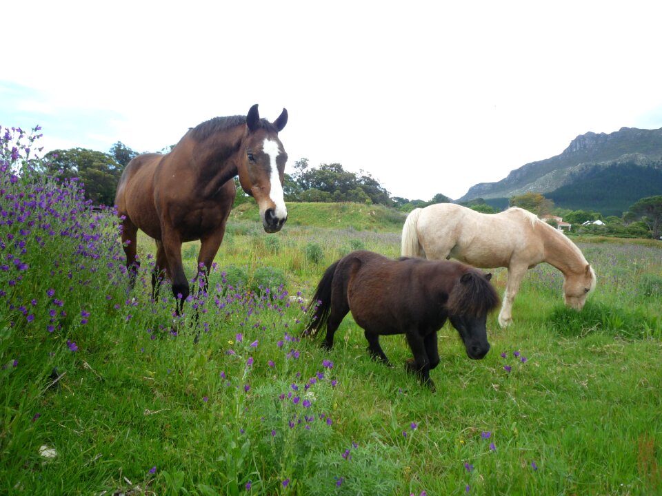 Nature farm landscape