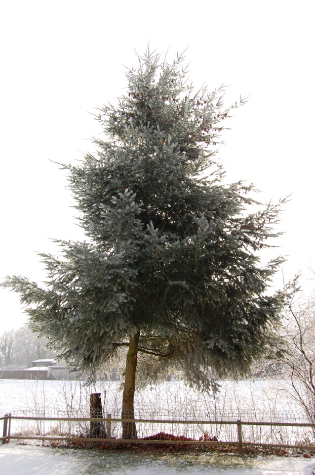 Snow wintry snowy