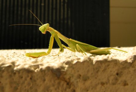Insect legs eyes
