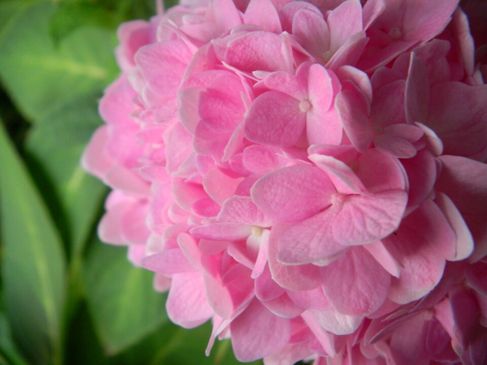 Flowers gerden nature