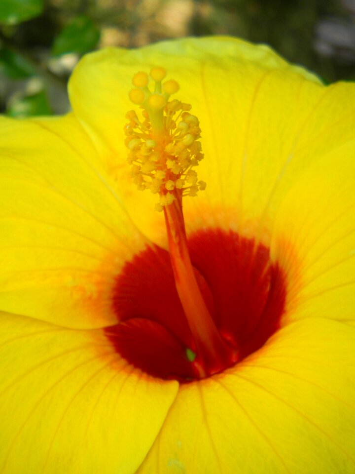 Yellow garden nature