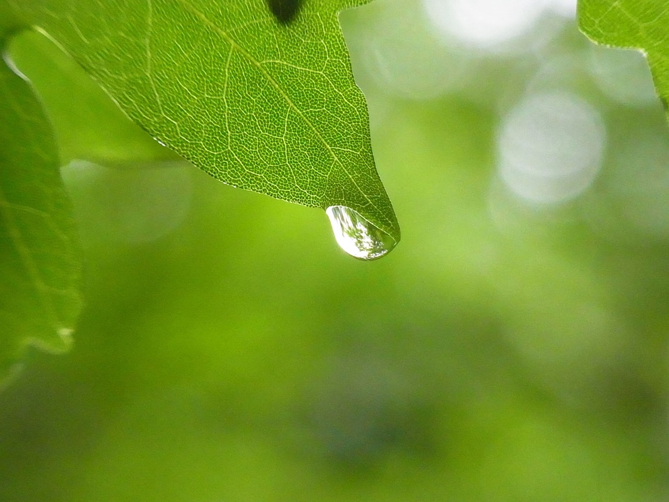 Leaf tree forest