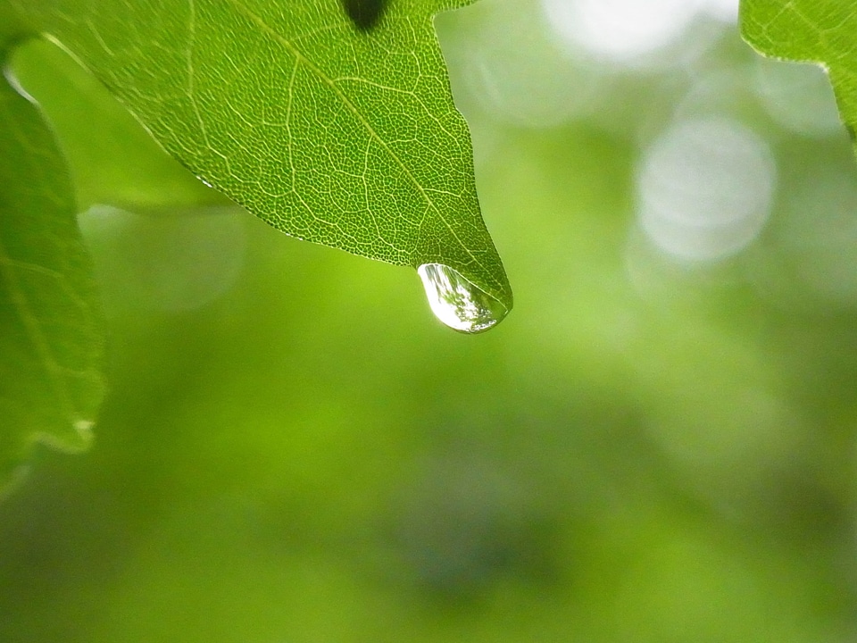 Leaf tree forest photo