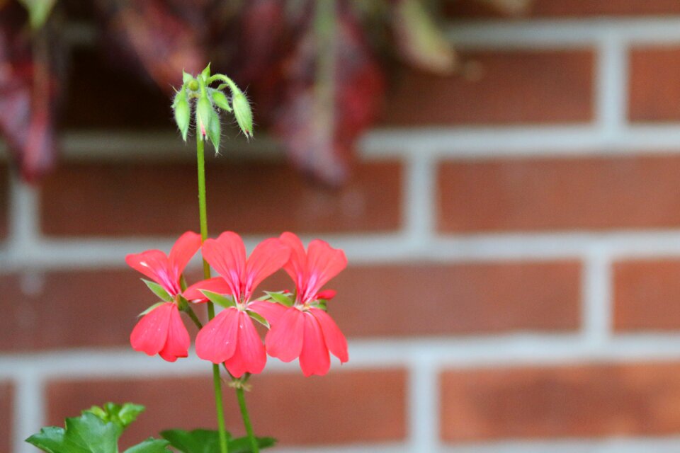 Flowers geranium red