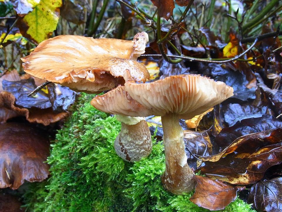 Forest plant nature